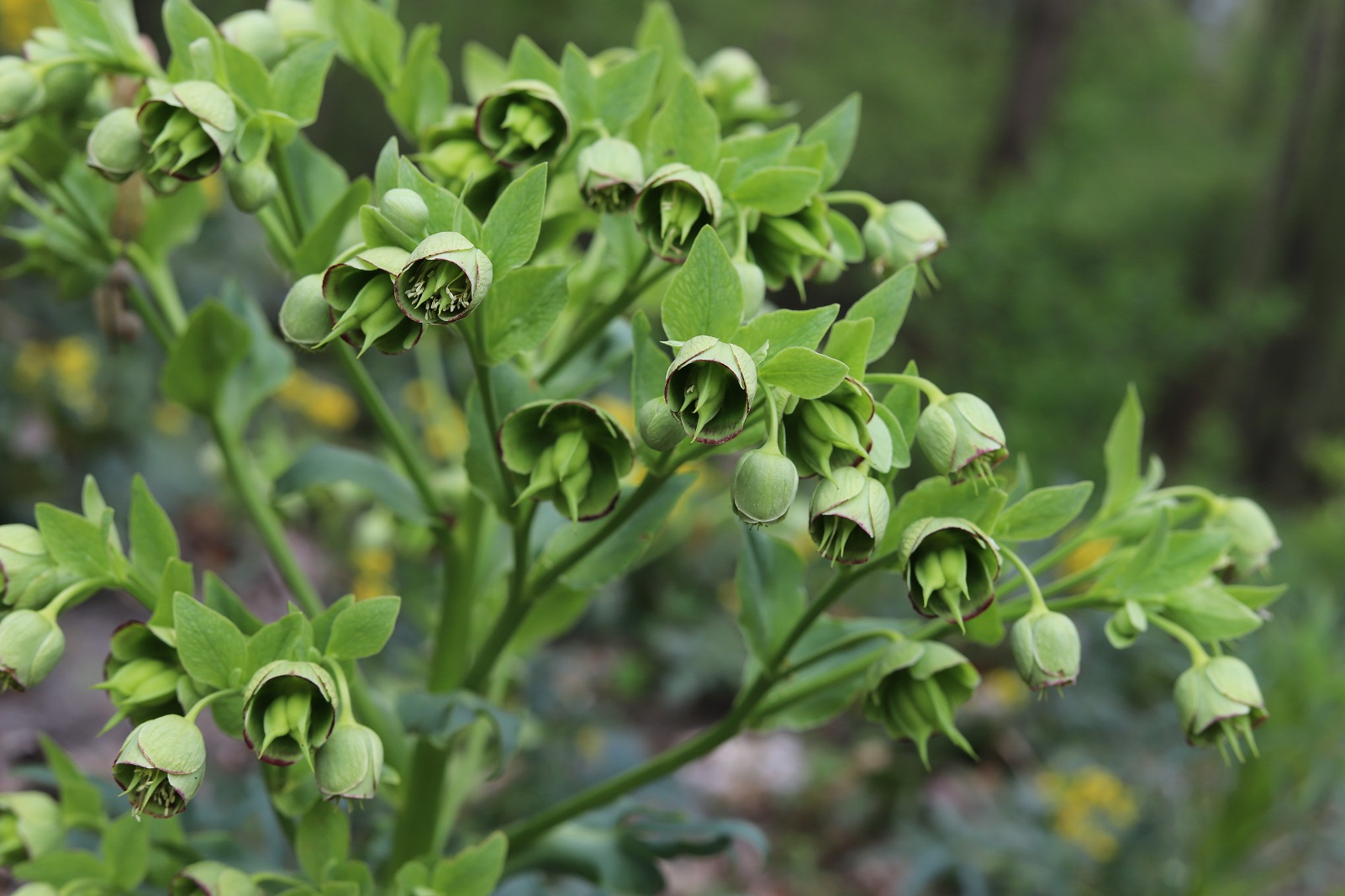 Floraison de l'Helleborus foetidus en hiver. ©Katarzyna., AdobeStock